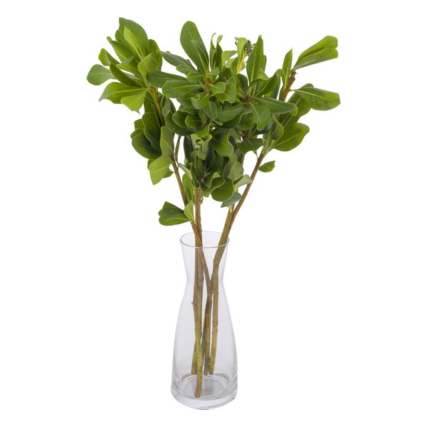 Our Brand D.I.Y. Bunches Greens Assorted