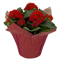 Our Brand Kalanchoe 6 Inch (Assorted Colors)