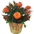 Stop & Shop Rose Plant 4.5 Inch (Colors May Vary)
