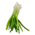 Organic Green Onions (Scallions)