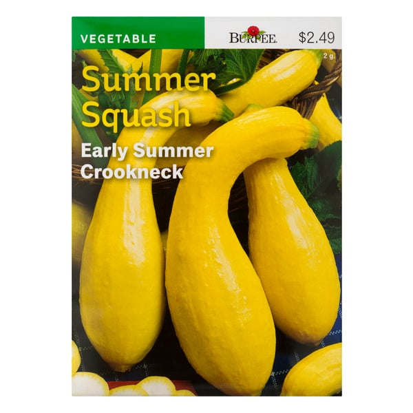 Burpee Vegetable Summer Squash Seeds Early Summer Crookneck