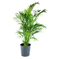 Cat Palm 10 Inch in Decorative Pot