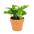 Pothos 6 Inch in Clay Pot