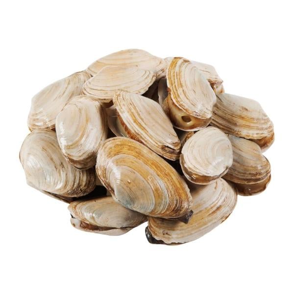 Steamer Clams Fresh