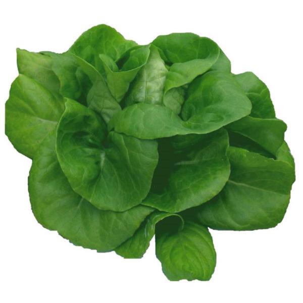 Hydroponic Butter Lettuce
