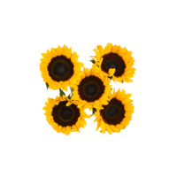 Giant Sunflowers