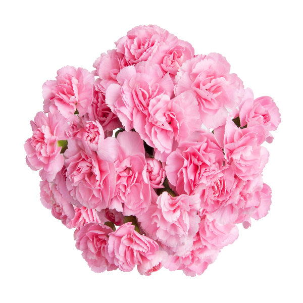 Stop & Shop Mini Carnations Pink