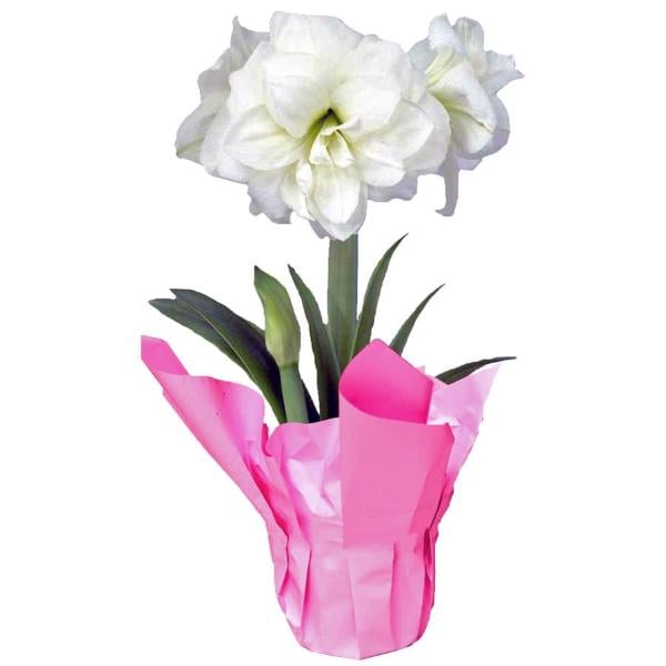 Amaryllis Assortment 6 Inch