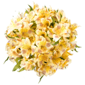 Giant Alstroemeria Yellow