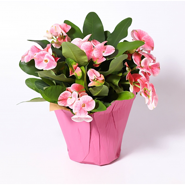 Pink Euphorbia