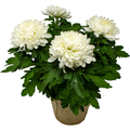 White Football Mums 6 Inch