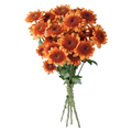 Giant D.I.Y. Spray Mums Bronze