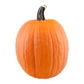 Medium-Large Carving Pumpkin
