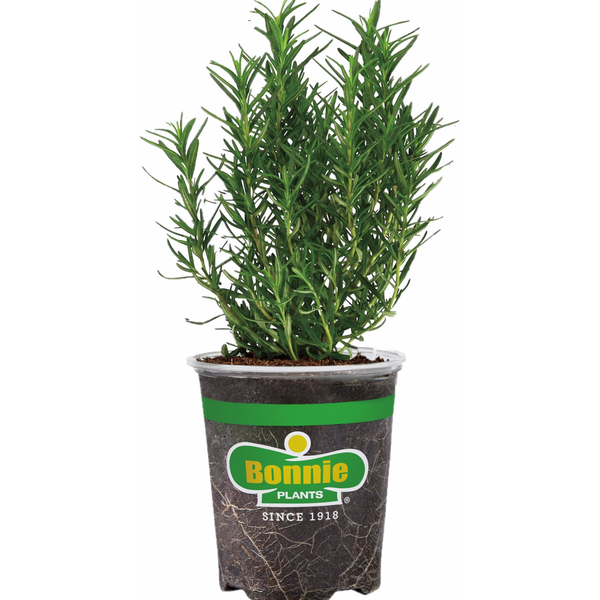 Bonnie Plants Rosemary Potted Plant