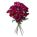 Giant Daisy Purple