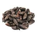 Live Mussels Fresh
