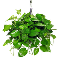Foliage Hanging Basket 8 Inch