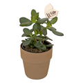 Wild Interiors Succulents (Assorted) 5 Inch