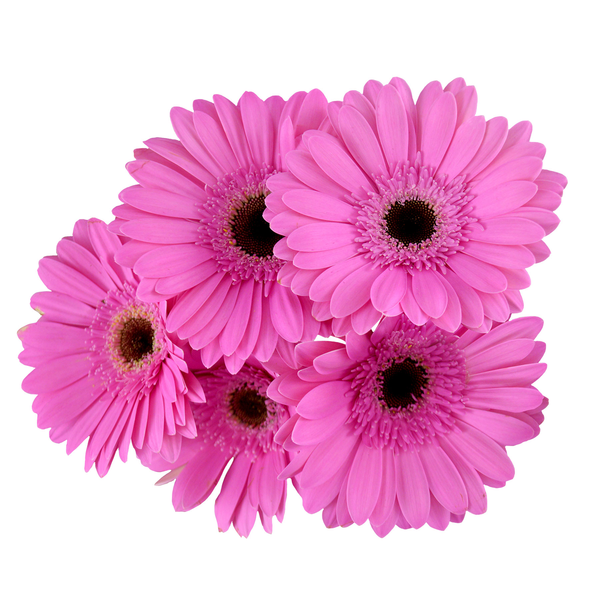 Large Gerbera (Colors May Vary)