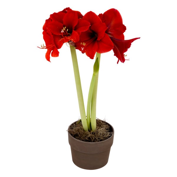 Giant Food Flowers Mill Best Flower Site