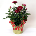Mini Roses 4 Inch