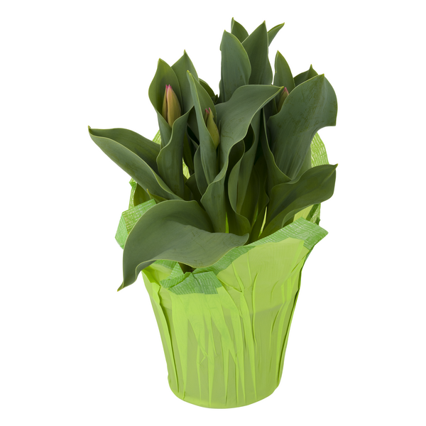 Tulips Potted 6 Inch