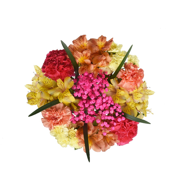 Giant Color Collection Relax Alstroemeria Carnations