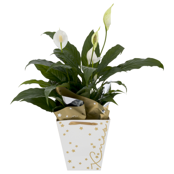 Stop & Shop Holiday Spath Plant in Box 6 Inch