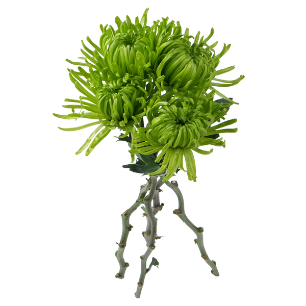 Stop & Shop D.I.Y. Disbuds Green