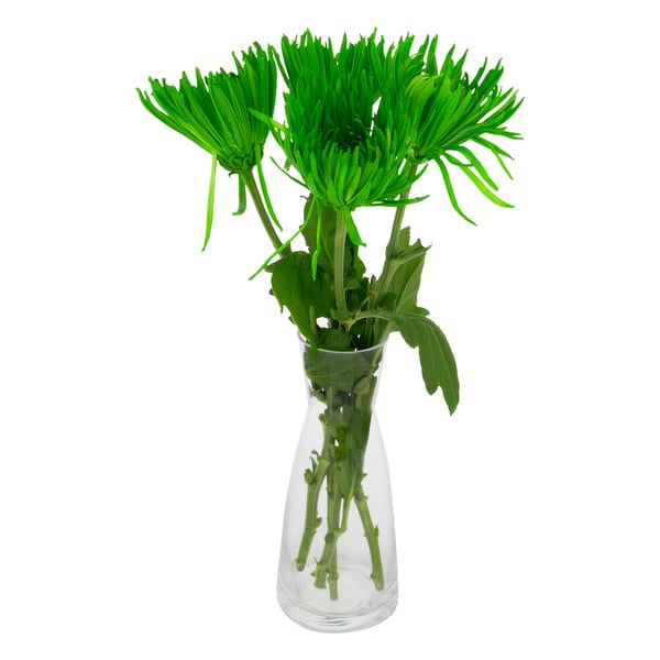 Giant D.I.Y. Tinted Disbud