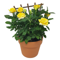 Rose Plant Mini 6 Inch Trellis in Clay Pot (Assorted Colors)