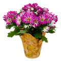 Stop & Shop Mini Mum 4 Inch (Assorted Colors)