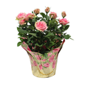 Giant Rose Plant 6 Inch (Colors May Vary)