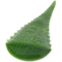 Aloe Leaves