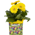 Blooming In Bag Sunflowers 4 inch