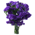 Our Brand Statice Purple