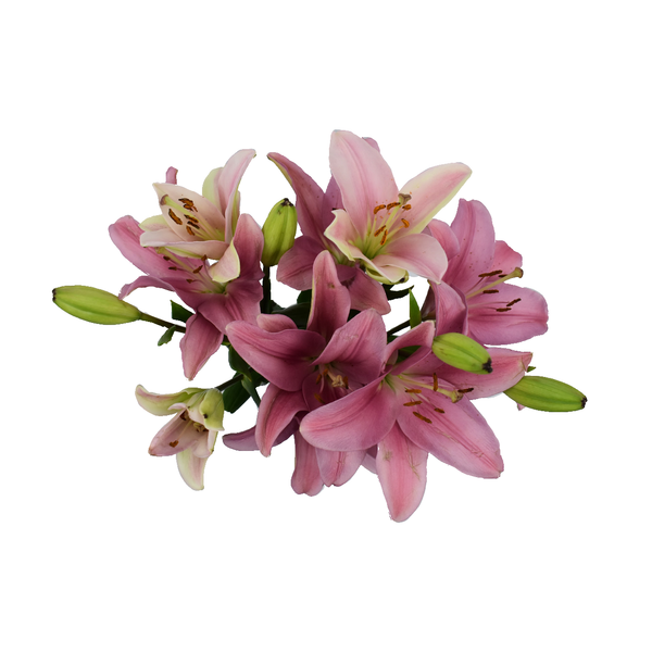 D.I.Y. Pink LA Hybrid Lilies