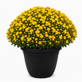 Outdoor Mums 10 Inch