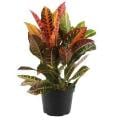 Premium Croton 6 Inch