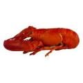 Live Lobster Fresh