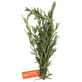 Soli Organic Rosemary