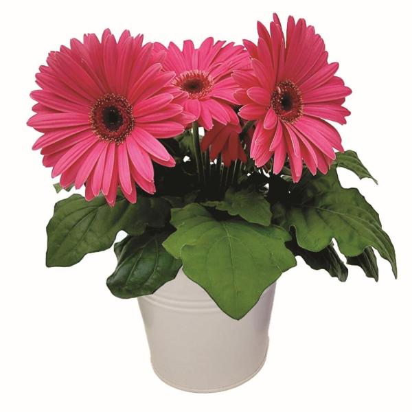 Gerbera Daisies 4 Inch