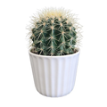 Assorted Cactus & Succulents 5.5 Inch