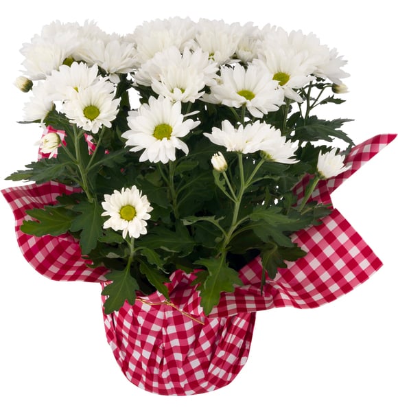 Special Mum Potted 6 Inch