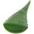 Aloe Leaves
