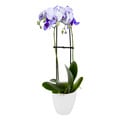 ColorFuze Lavender Mist Orchid 5 Inch in Pot