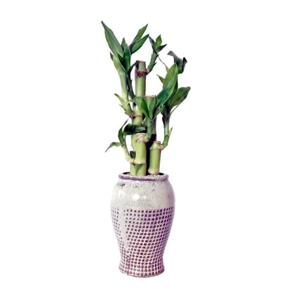 Bamboo in Pot