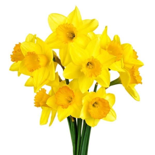 Daffodils