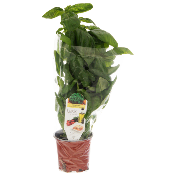 D.S. Cole Growers Potted Basils of Tuscany