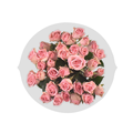 Pink Spray Roses